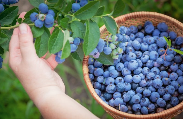 Planting Blueberries