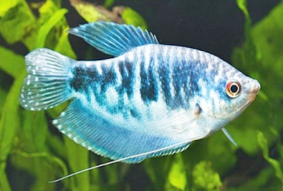 Ikan Sepat Biru