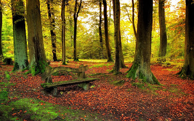 Banca en el bosque - Seat in the forest - Rest Area