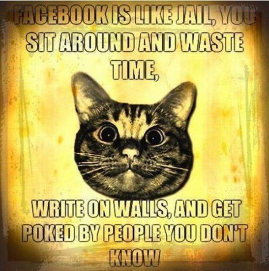 funny cats with words. Words of wisdom from the cat