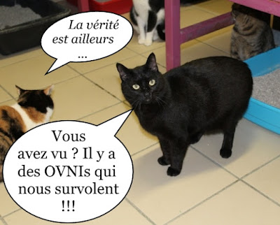 Le regard d'un chat perplexe.