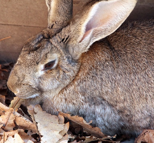 flemish giant rabbit, flemish giant rabbits, about flemish giant rabbit, flemish giant rabbit breed, flemish giant rabbit behavior, flemish giant rabbit care, flemish giant rabbit characteristics, flemish giant rabbit color, flemish giant rabbit facts, flemish giant rabbit for meat, flemish giant rabbit history, flemish giant rabbit info, flemish giant rabbit information, flemish giant rabbit lifespan, flemish giant rabbit meat, flemish giant rabbit origin, flemish giant rabbit personality, flemish giant rabbit picture, flemish giant rabbit photo, flemish giant rabbit rearing, flemish giant rabbit size, flemish giant rabbit temperament, flemish giant rabbit uses, flemish giant rabbit variety, flemish giant rabbit weight