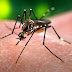 Zika vírus e chikungunya: Quinari está em estado de alerta