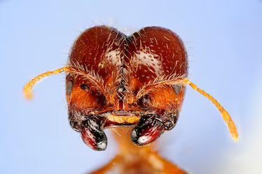 Solenopsis geminata