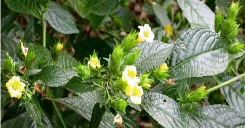 Herba & Tumbuhan: PECAH BELING (Strobilanthes crispus 