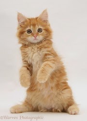 36+ Gambar Lucu Kucing Imut Gambar Minimalis