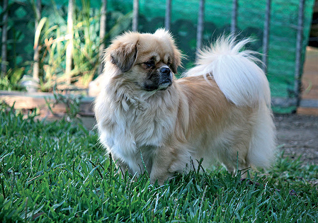 "Adorable Tibetan Spaniel dog with a silky coat and expressive eyes, a playful breed known for loyalty and affection."