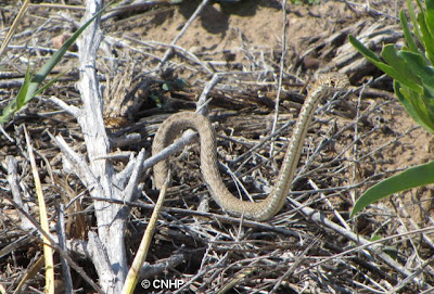 Masticophis flagellum - coachwhip snake