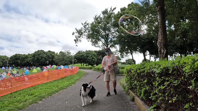 保護犬 ボーダーコリー トーマ 千葉ポートパーク