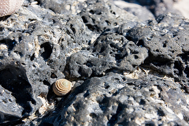 conchiglia mauritius isole maurizius roccia vulcanica