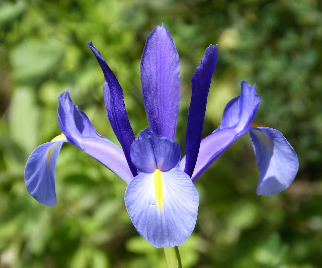 Iris xiphium o Lirio español es un endemismo