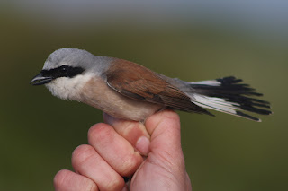 Male Red-backed Shrike