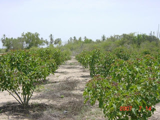 Jatropha curcas field