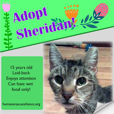 Adopt Sheridan--Humane Rescue Alliance