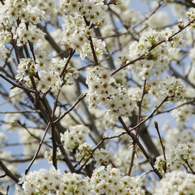 Груша снежная (Pyrus nivalis)