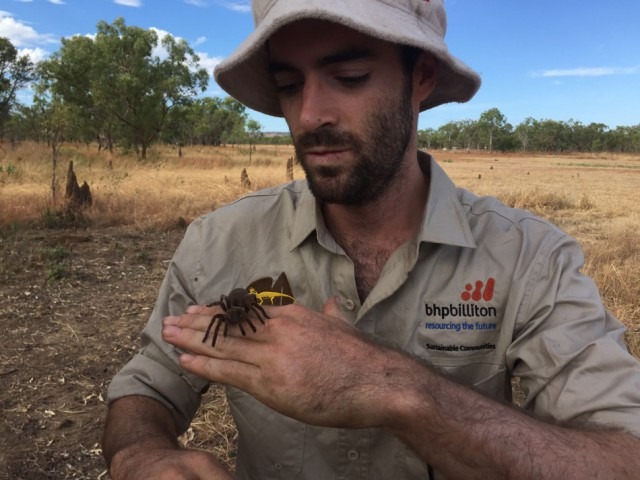 Tarantula jenis baru ditemukan di Gregory National Park Australia