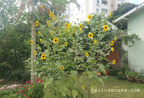 garden- with-sunflower