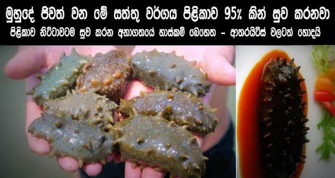 The Anti-Cancer Properties Of Sea Cucumber -  Next Miracle Cure for Cancer