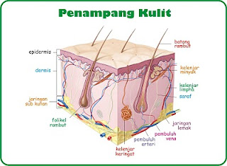 penampang kulit