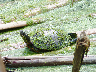 painted turtle