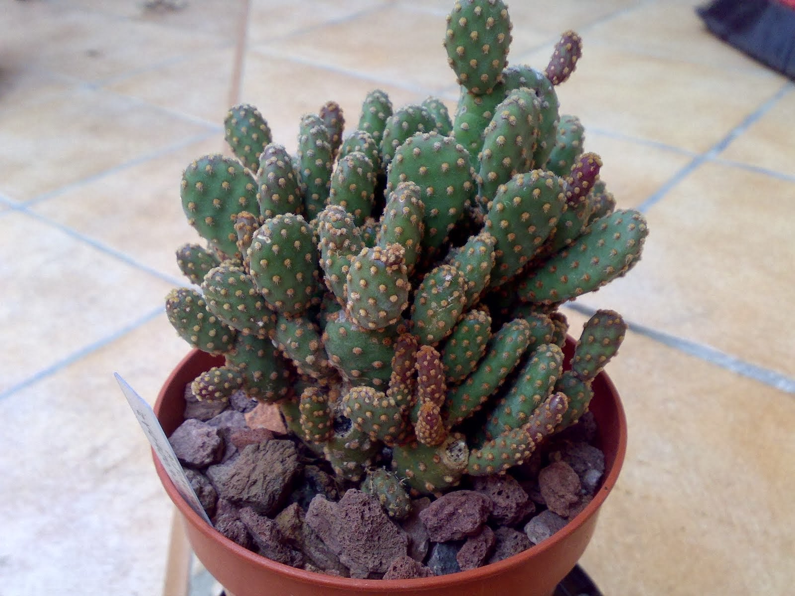 Macam-Macam Kaktus: Kebaikan Kaktus