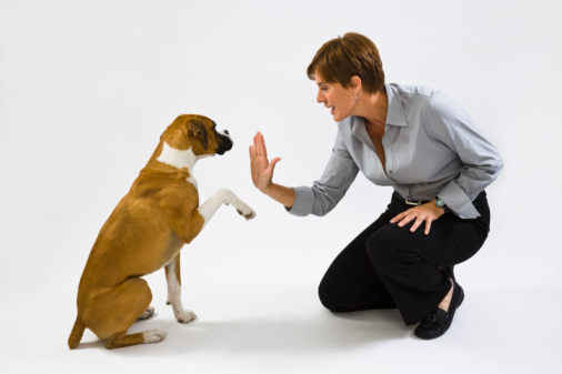 the best dog training tactic to use with your puppy or adult dog is ...