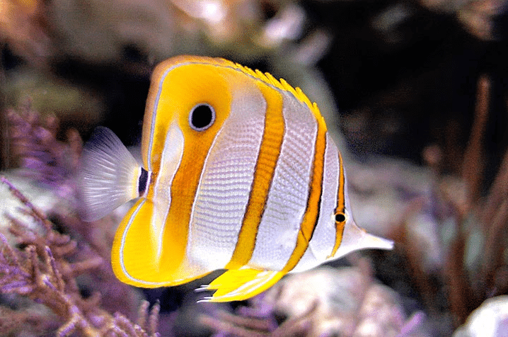 Memilih Supplier Ikan Hias Butterfly Fish di Jogja Terpercaya