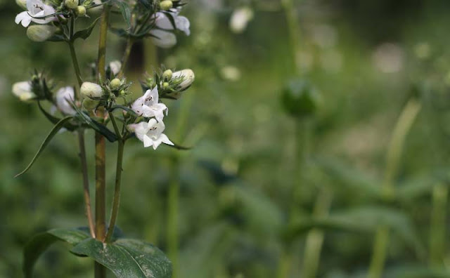 Foxglove Beardtongue Flowers Pictures