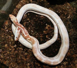 Amazing Two Headed Snakes