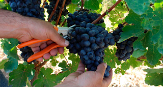 La vendimia, la uva y el vino de Santa Cruz de Tenerife