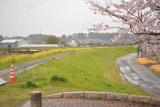 源氏川沿いの桜