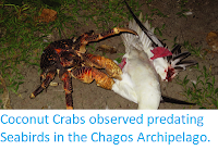 https://sciencythoughts.blogspot.com/2017/11/coconut-crabs-observed-predating.html