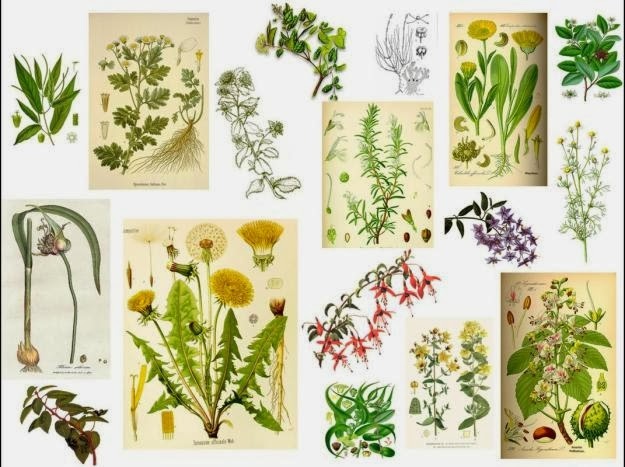 Orgonitas Canarias 10 Plantas Medicinales Y Para Que Sirven
