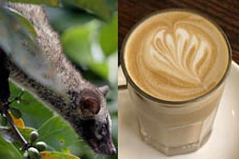 Benefits of Kopi  Luwak  for Our Health Healthy Life