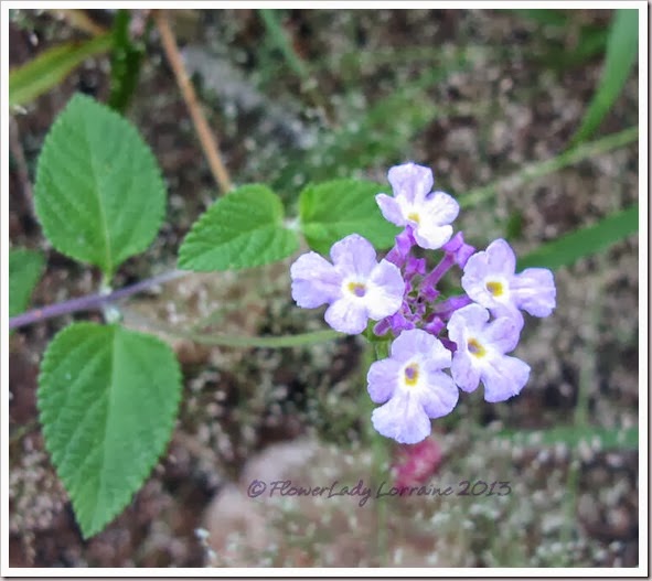 10-20-creeping-lantana