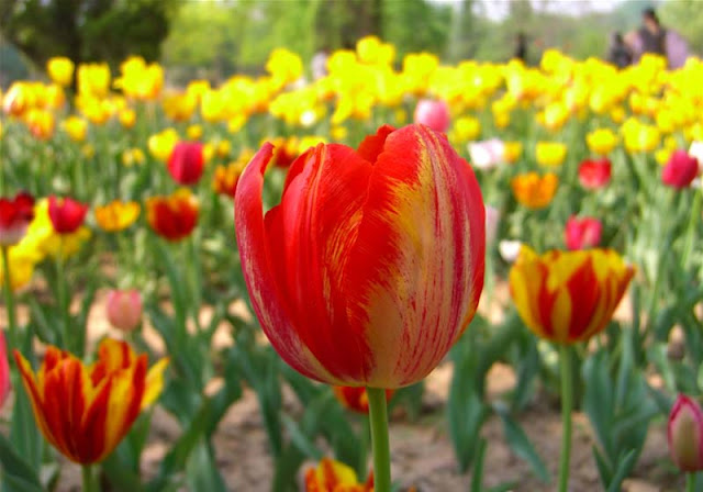 Tulip Flower Pictures