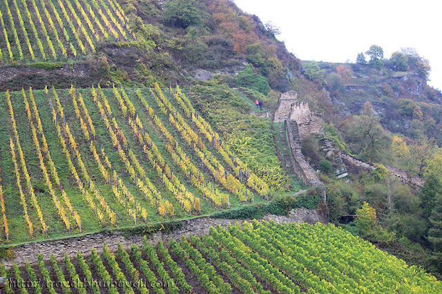 Mosel wine vineyards, Rhine valley