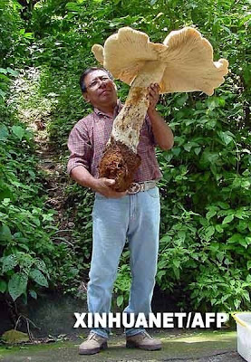 The Biggest Animal & Plant Ever Found In The World Seen On  www.coolpicturegallery.us