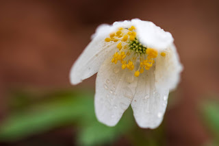 [Ranunculaceae] Anemonoides nemorosa – Wood anemone