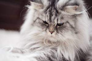 Alasan Kenapa Kucing Persia Sering Tidur