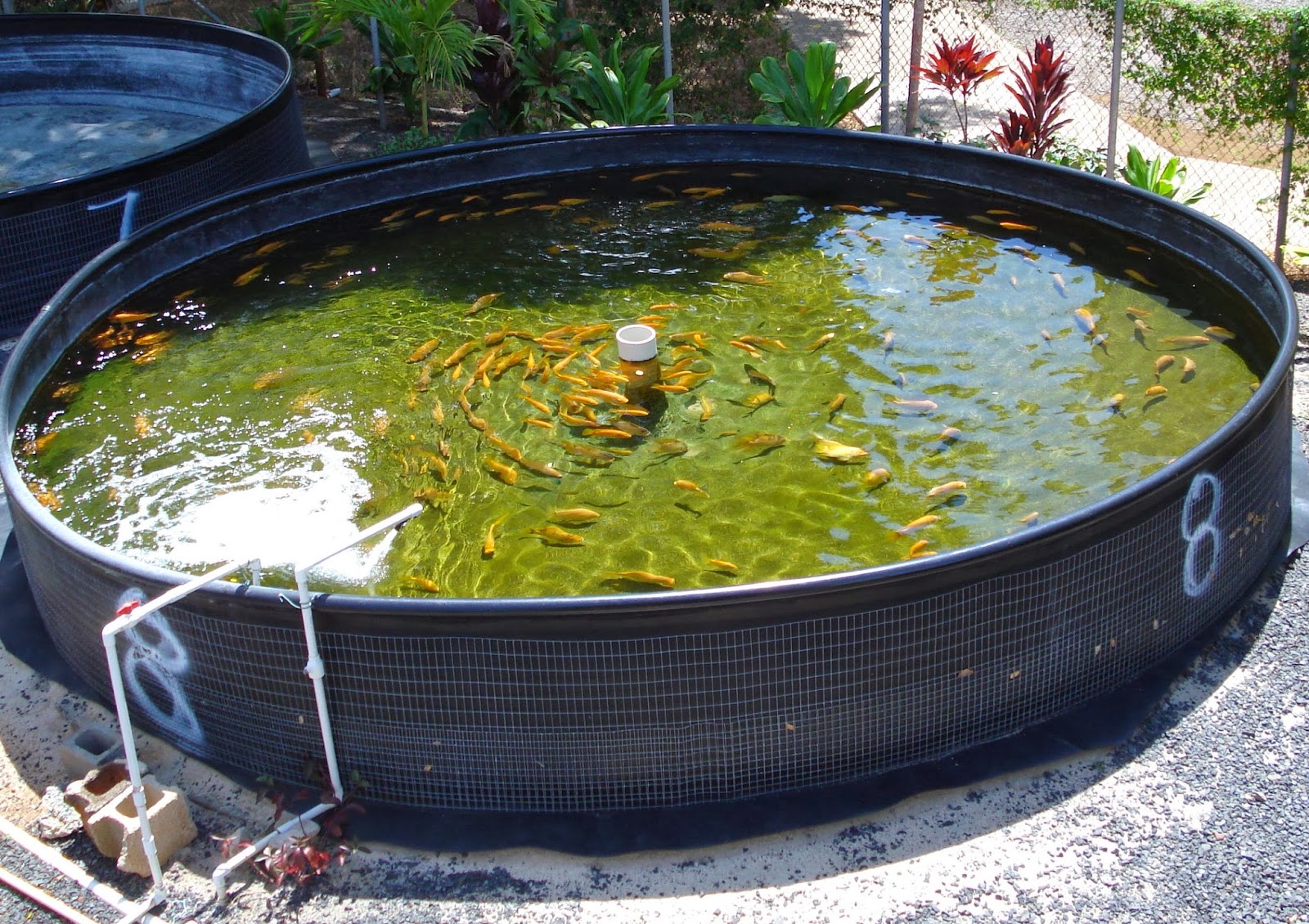 Aquaponic Garden Tips: Aquaponics Fish for getting a Perfect 