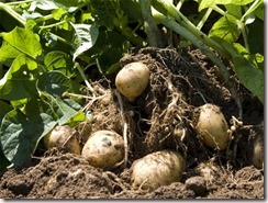 Papas