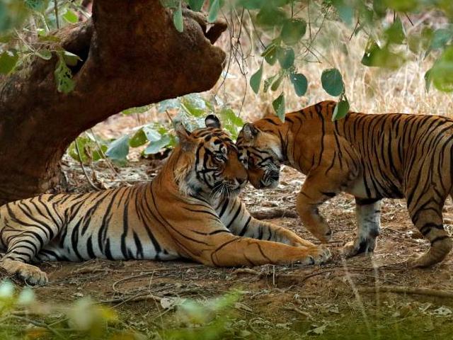 Ranthambore  Tiger,