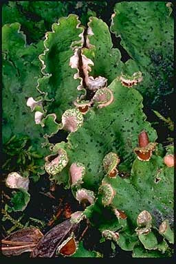 Peltigera