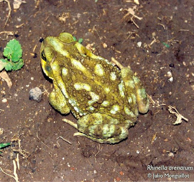 argentinian toads