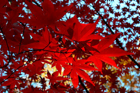 Japanese Maples Festival, Gibbs Gardens