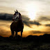 Lovely Horse HD HQ Wallpapers For PC Desktop