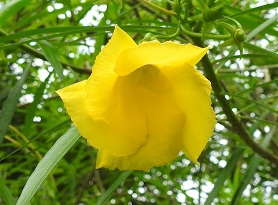 黃花夾竹桃的花