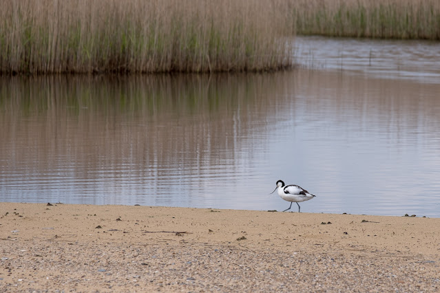 avocet, reed beds, Benacre, Covehithe