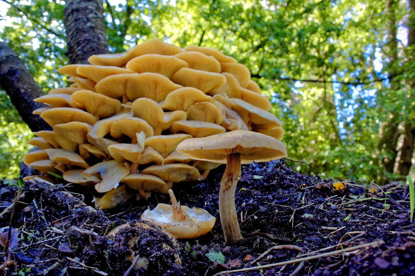 fake mushrooms dangerous 😂, Nikon Coolpix B700